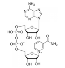-Никотинамидадениндинуклеотид, упаковка по 50 мкг (на флакон) Sigma N8535